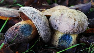 CampAesthetics 125 Fungi amp Bonus Footage Wild Camping UK [upl. by Elac]