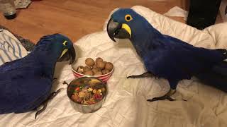 Parrots Sharing food Hyacinth macaw [upl. by Kariotta]