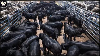 How Do American Farmers Raise 6 Million Angus Cows  Farming Documentary [upl. by Ahsini]