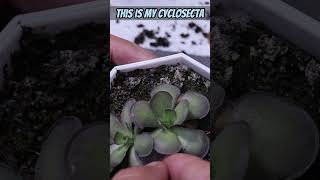 Lets Make Ping Babies Pinguicula Leaf Pulling Propagation  Carnivorous Plants [upl. by Oijile]