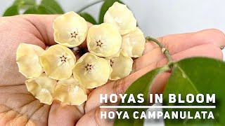 HOYAS IN BLOOM  HOYA CAMPANULATA [upl. by Assilav488]