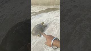 First time sand ke andar jaane Wale Hain shorts tortoise turtle [upl. by Ameyn]