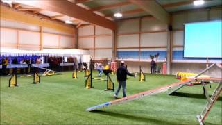 Bouvier des flandres agility [upl. by Clercq294]