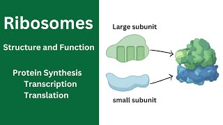 Ribosome Function and Structure  Cell Organelles  Protein Synthesis  Ribosomes class 11 [upl. by Ahsad]