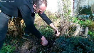 Pruning Nepeta and Perovskia [upl. by Deck]