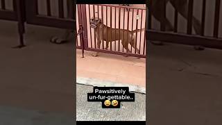 smart dog 🤣😱compilation 😲smart dog video funny dog smarty dog tricks shorts comedy [upl. by Helmut]