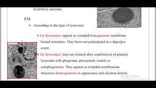 lysosomeamp Peroxisomes Histology [upl. by Mayda]