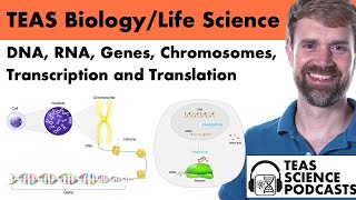 TEAS Biology Podcast DNA RNA Genes Chromosomes Transcription and Translation [upl. by Schlesinger593]