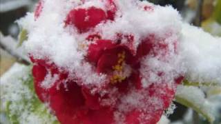 INESSA GALANTE Casta Diva  INFO  Garden Chinese rose in snow  Hydrangeas etc [upl. by Pirri]