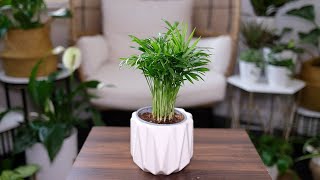 Neanthe Bella Palm Chamaedorea Elegans Care amp Growing Guide  Plant Mom Care [upl. by Frierson]