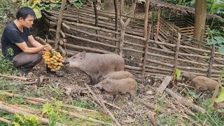 Take care wild boars make pigeon coop Survival Instinct Wilderness Alone ep95 [upl. by Aisat120]