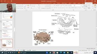 HISTOLOGY 3  GOLGI APP LYSOSOMES amp PEROXISOMES  BY D SAAD ELSHAFEY [upl. by Ellehcer]