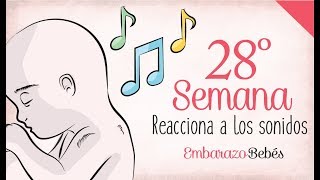 SEMANA 28 de Embarazo  7º Mes  Semana a semana [upl. by Hughes]