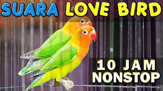 10 JAM NONSTOP  SUARA KICAU BURUNG LOVE BIRD  LAKBET  LABET GACOR [upl. by Rossuck]