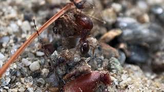 Pheidole Pilifera  A short documentary [upl. by Eibbob76]