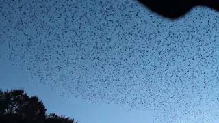 Starling murmuration [upl. by Goda202]