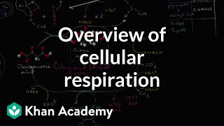 Overview of cellular respiration  Cellular respiration  Biology  Khan Academy [upl. by Ehudd866]