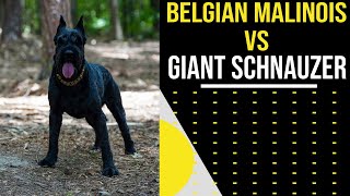 Belgian Malinois vs Giant Schnauzer [upl. by Adnamma]