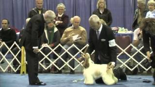 Best in Futurity  2013 ASC Flushing Spaniel Show [upl. by Georgeanna]