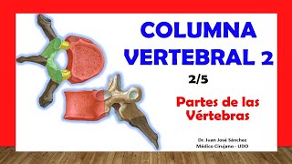 🥇 COLUMNA VERTEBRAL 25  Partes de las Vértebras Típicas Fácil y Sencillo [upl. by Elias485]