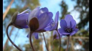 Blåsippa  Hepatica  Liverleaf [upl. by Rubbico]