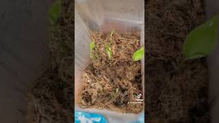 Growing Monstera Deliciosa from seed 30 day timelapse [upl. by Adiam]