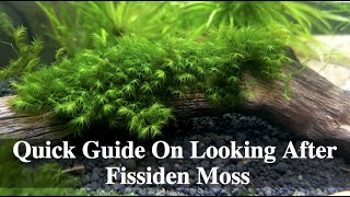 Quick Guide On Looking After Fissiden Moss [upl. by Gagne]