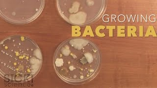 Growing Bacteria  Sick Science 210 [upl. by Hinkle]