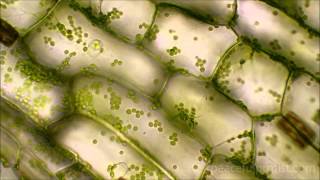 Elodea under the microscope [upl. by Yasu]