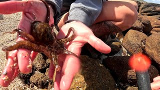 Exploring the coast Dead whale octopus cuttlefish and more [upl. by Yentterb]