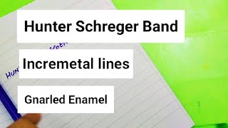 Hunter Schreger Band Incremental lines Gnarled Enamel [upl. by Bevvy778]