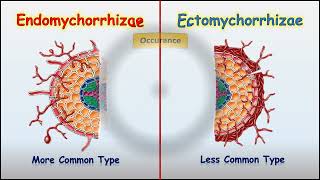 Endomychorrhizae Vs Ectomychorrhizae [upl. by Daza829]