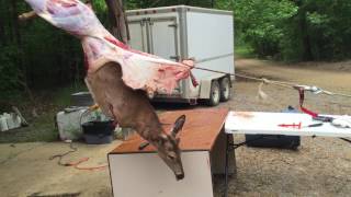 Skinning a deer with a winch 2 [upl. by Rimat]