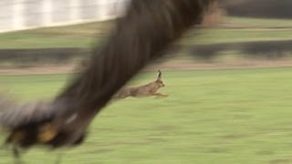 Hunting hares with golden eagles  fantastic flights [upl. by Koser]