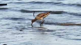 Bartailed Godwits Limosa lapponica  Pfuhlschnepfen 1 [upl. by Anehsuc364]