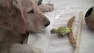 Pacific Parrotlets Birds amp Golden Retrievers  Parrotletbirds [upl. by Wrennie]