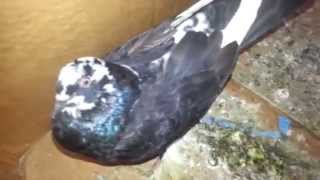 Newcastle disease TransmissionPreventionSymptoms [upl. by Graeme]