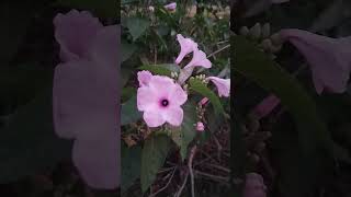 Ipomoea carneanatureconvolvulaceaebiologyvlog beautiful pollination pollinatorvillagelife [upl. by Eardnaed]