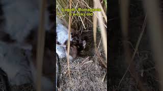 Lagotto Romagnolo Puppy loves digging holes lagottoromagnolo puppy digging [upl. by Binni556]