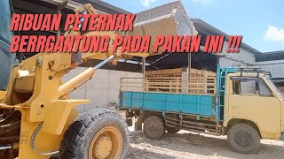 LANGSUNG DARI PABRIKNYA PROSES MUAT PAKAN TERNAK AMPAS SINGKONGONGGOK [upl. by Wenz346]