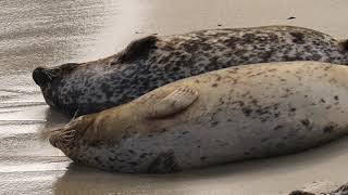 Seals Enjoying the Beach [upl. by Wolbrom]