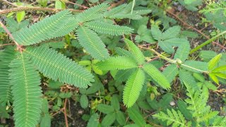 DORMIDEIRA VOCÊ NÃO FAZ IDÉIA DO PODER MEDICINAL QUE ESSA PLANTA TEM INCRÍVEL 😱 [upl. by Esmeralda]