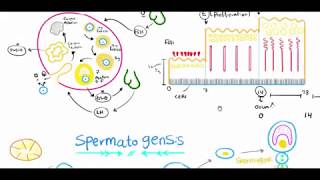 General Embryology Dr Noureldin 1st Lecture [upl. by Ettari]