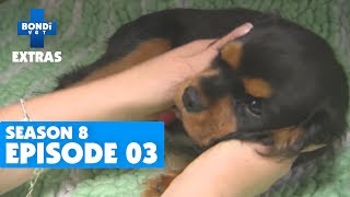 Cheeky Puppy  BONDI VET EXTRAS  Season 8 Episode 3 Clip 2 [upl. by Malchus]