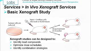 Altogen Labs Invivo Xenograft Services [upl. by Errecart]