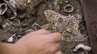 500YearOld Aztec ‘Starfish Altar’ Unearthed in Mexico City [upl. by Gnivri789]