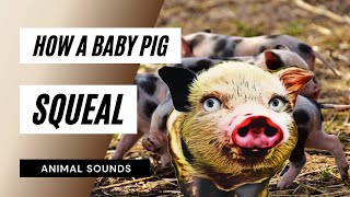 How A Baby Pig Squeal  how a baby pig squealing  sound effect  animation [upl. by Botsford]