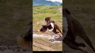 Red Fox catch bird viral videoredfox bird shortvideoviral [upl. by Anaej]