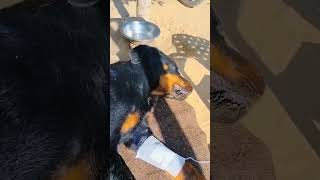 Dr rahul Parvo virus in dog side effects of parvo virus and treatment in dogs shorts parvovirus [upl. by Sible]