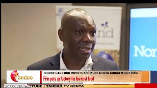 NORWEGIAN FUND INVESTS KSH23 BILLION IN CHICKEN BREEDING [upl. by Ynots]